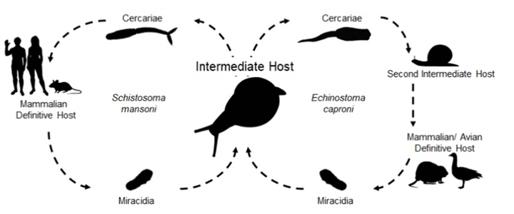 The road not taken: host infection status influences parasite host-choice
